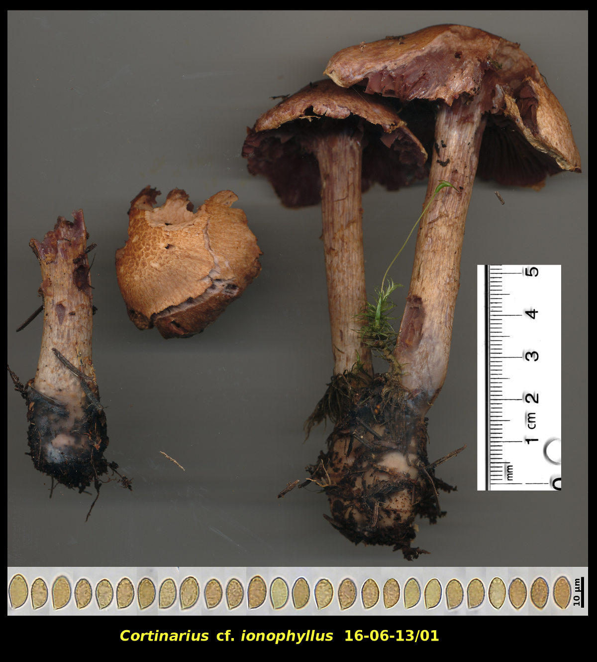 Picture of <i>Cortinarius</i> cf. <i>ionophyllus</i>